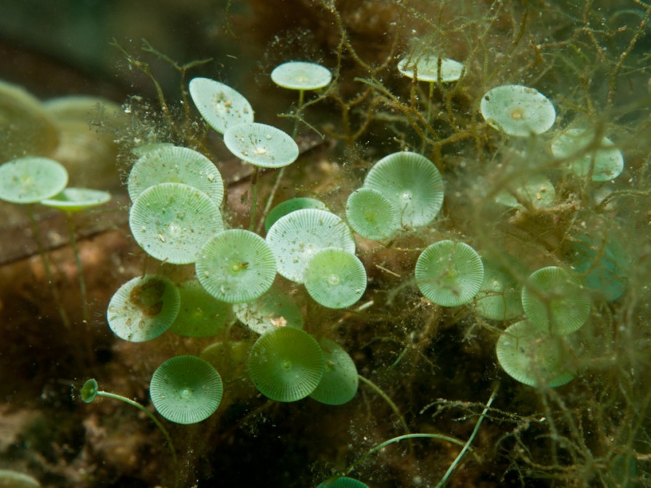 Acetabularia Resimleri