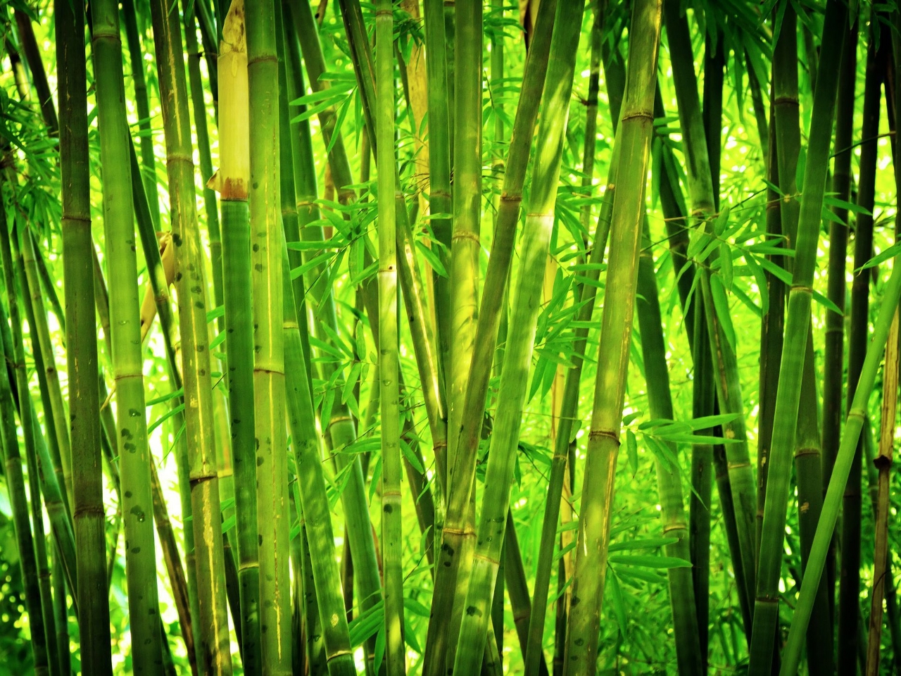 Bambu Resim