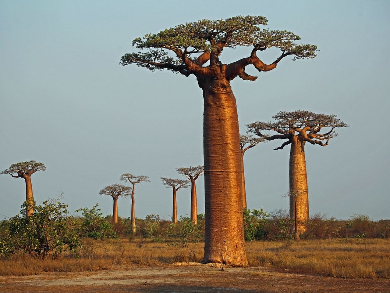 Baobab Resimleri