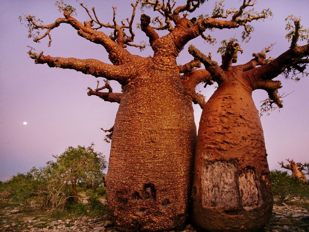 Baobab Resim