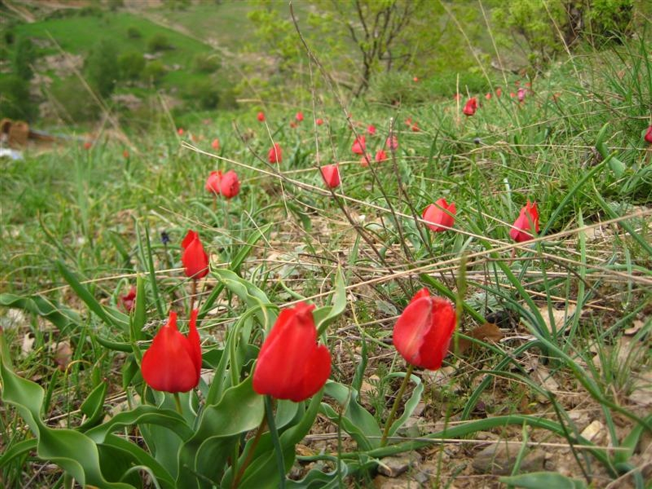 Dağ Lalesi Resim