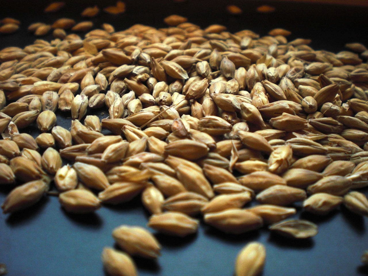 Malt Resimleri