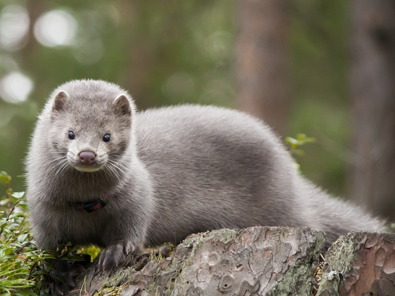 Mink Resimleri