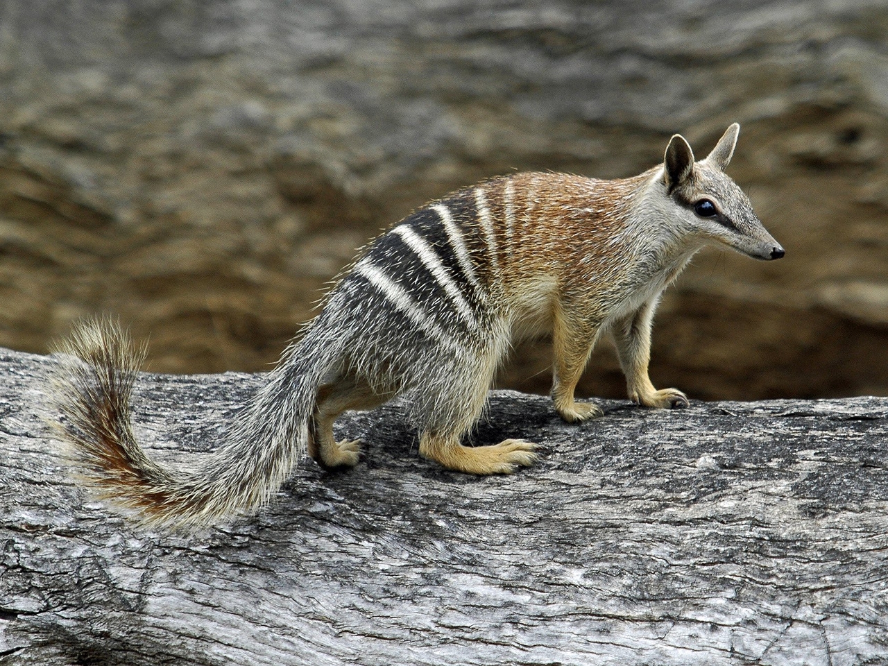 Numbat Resimleri