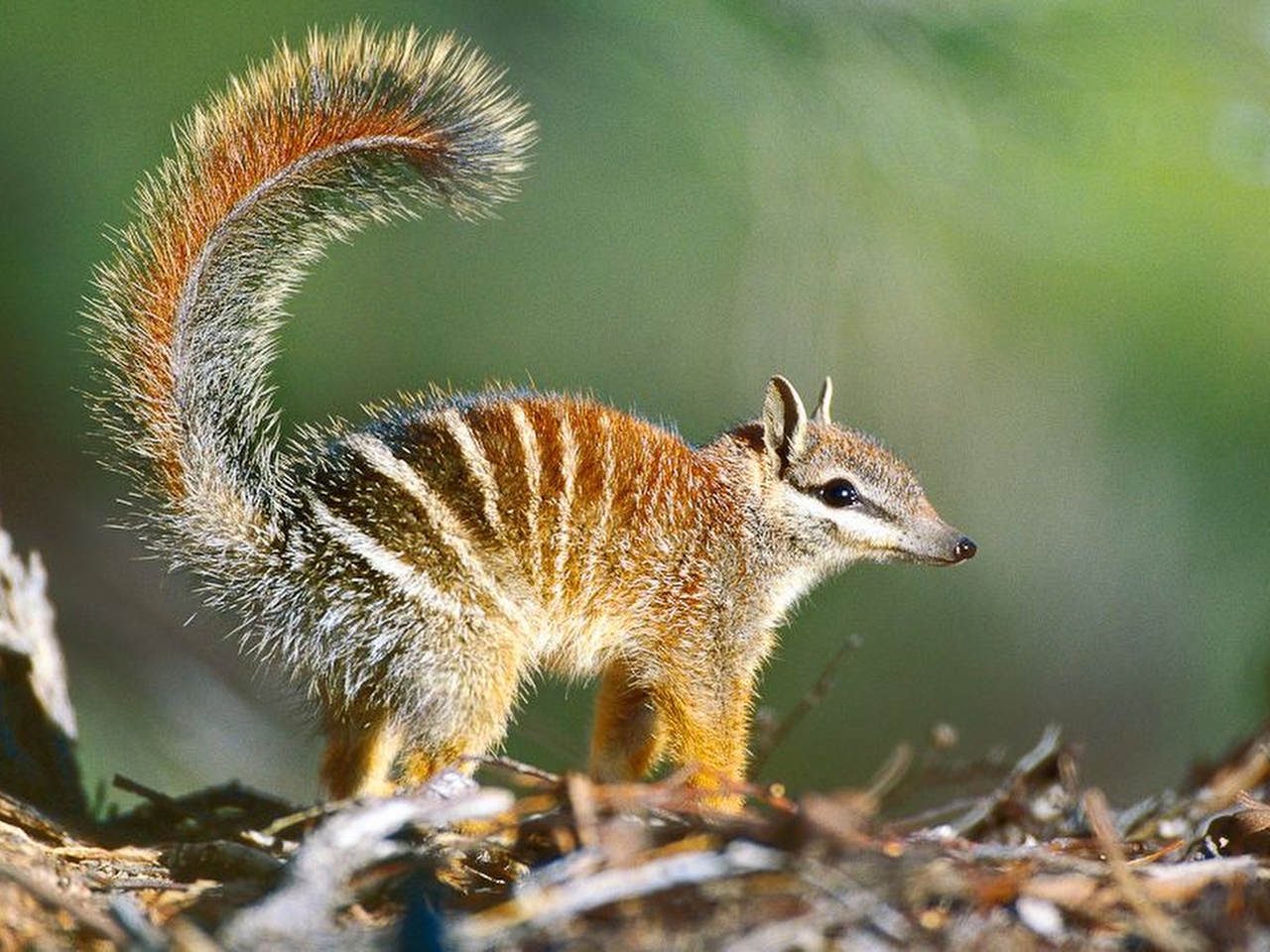 Numbat Resim