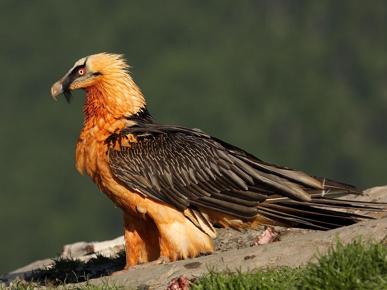 Sakallıkuş Resimleri