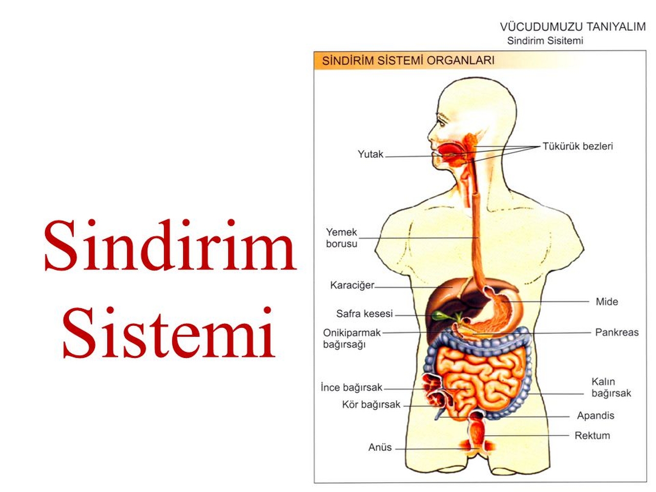 Sindirim Resimleri