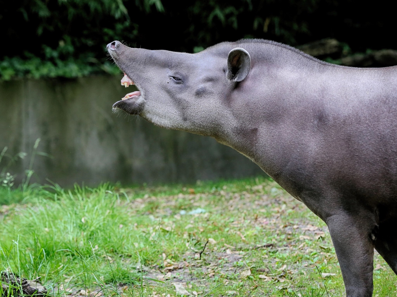 Tapir Resimleri