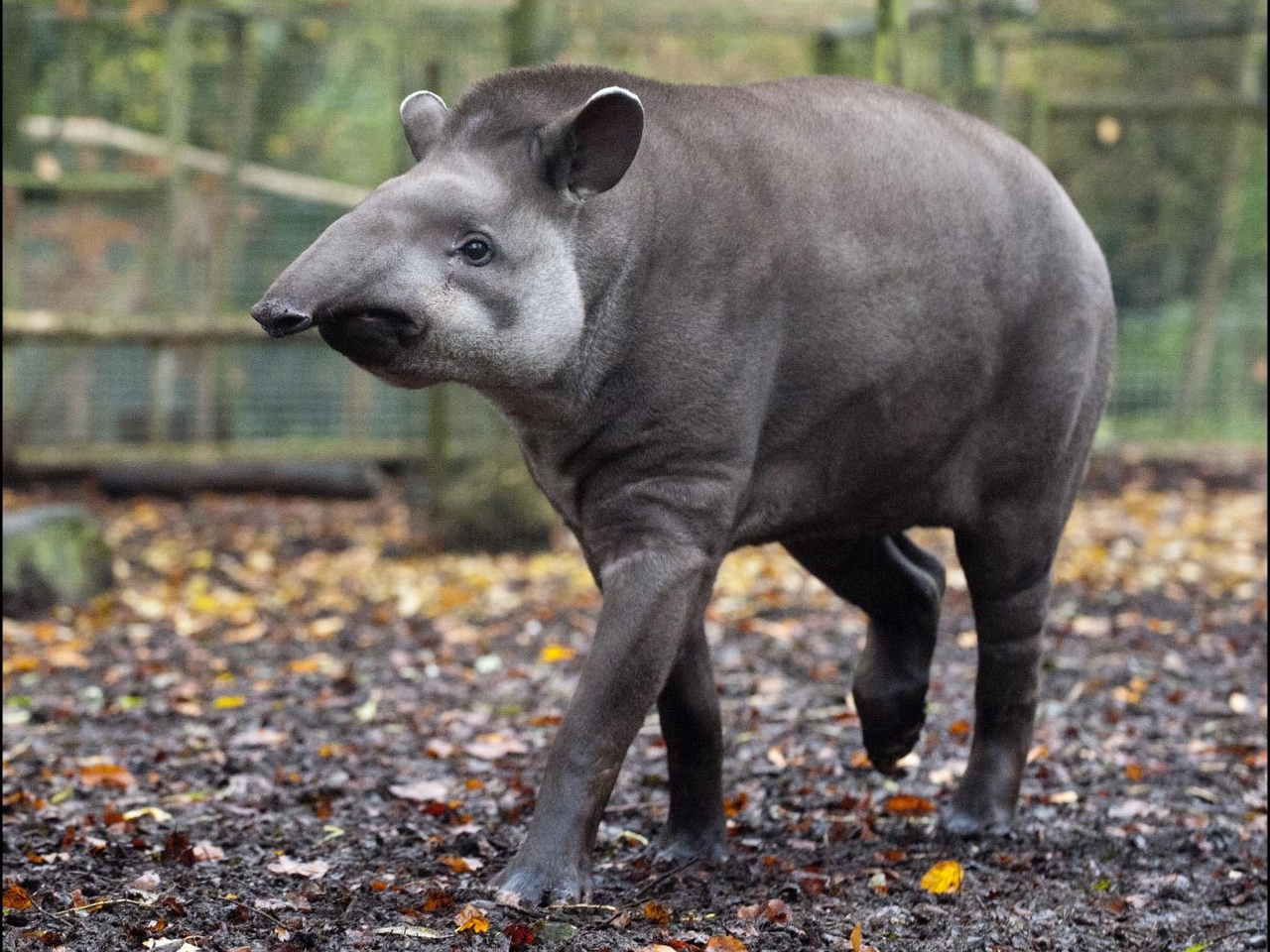 Tapir Resim