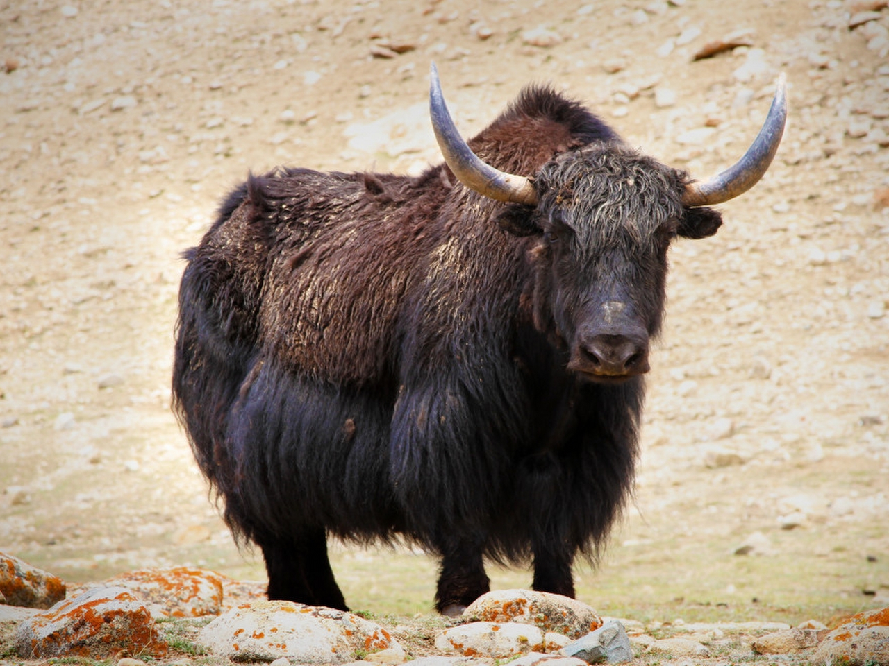 Yak Resimleri